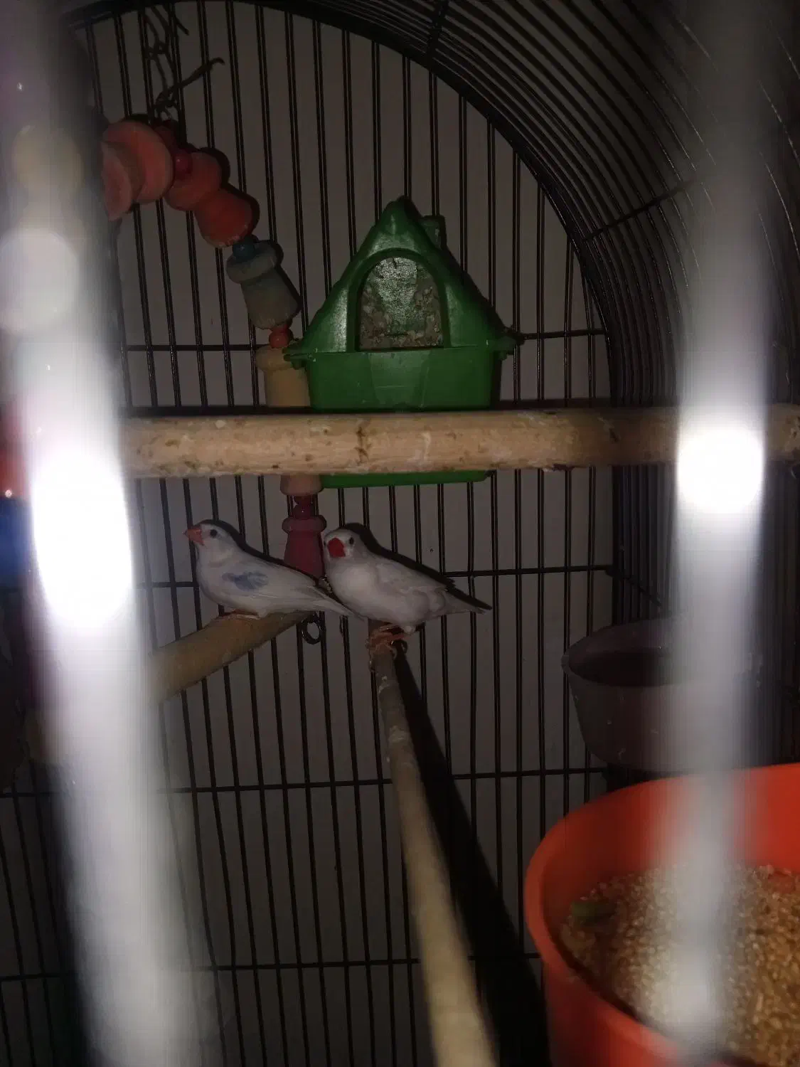 عروس هلندی ،فنچ|پرنده|ماهدشت, |دیوار