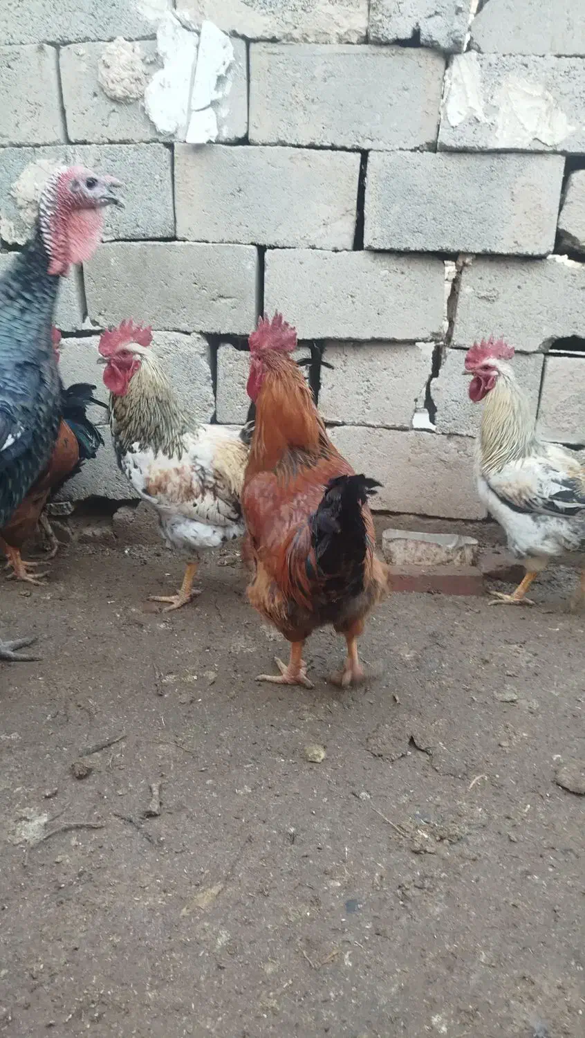 خروس وبوقلمون محلی|حیوانات مزرعه|لیلان, |دیوار