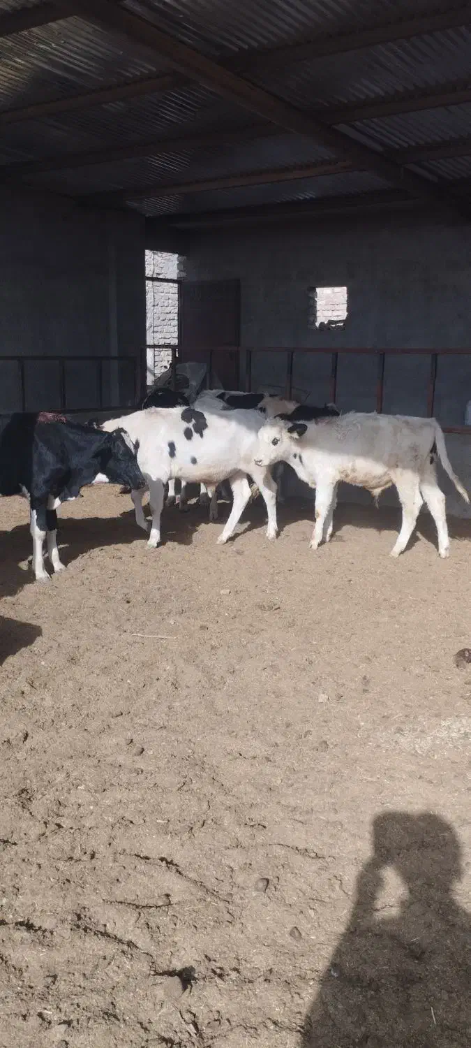 فروش انواع گوساله نر کوچک و بزرگ|حیوانات مزرعه|کرباسک, |دیوار