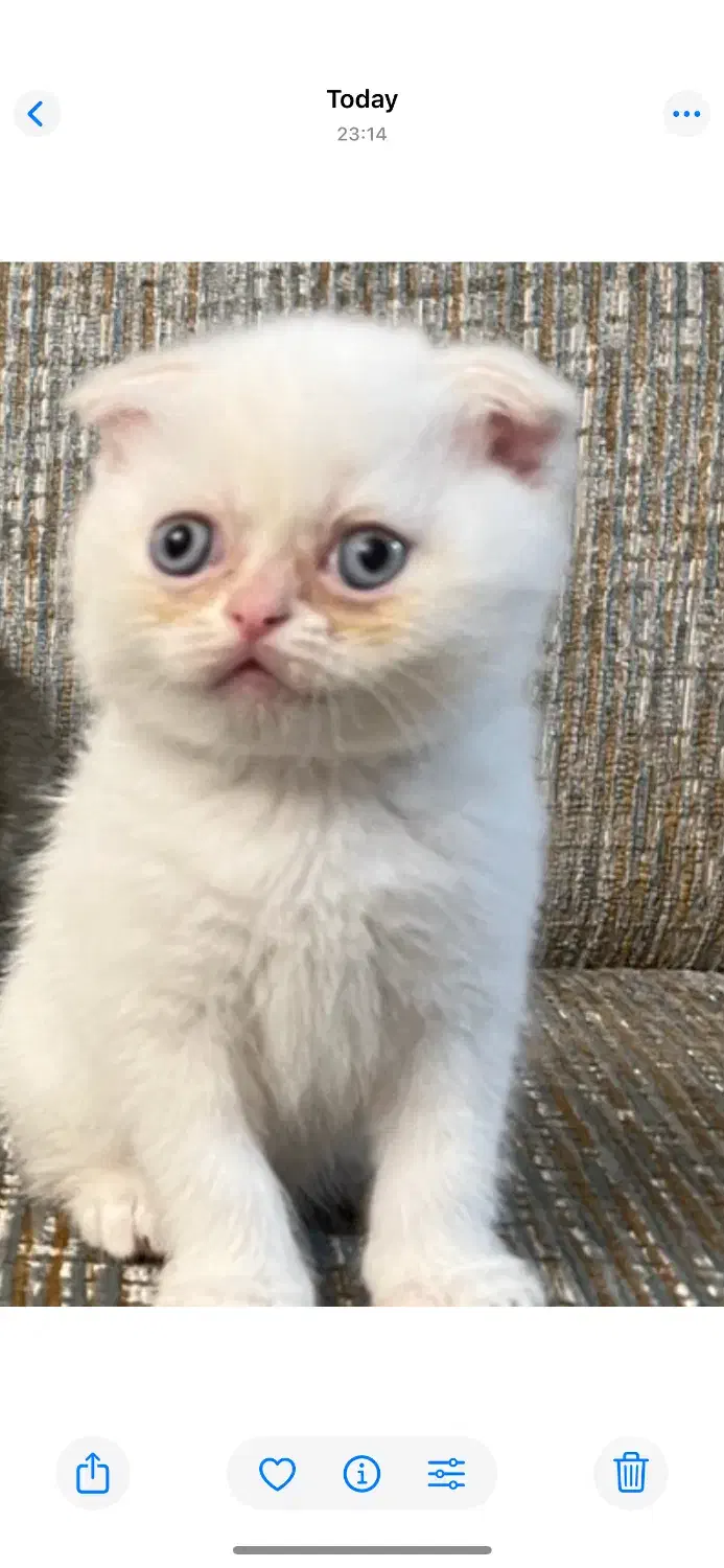 گربه اسکاتیش دوماهه|گربه|تبریز, |دیوار