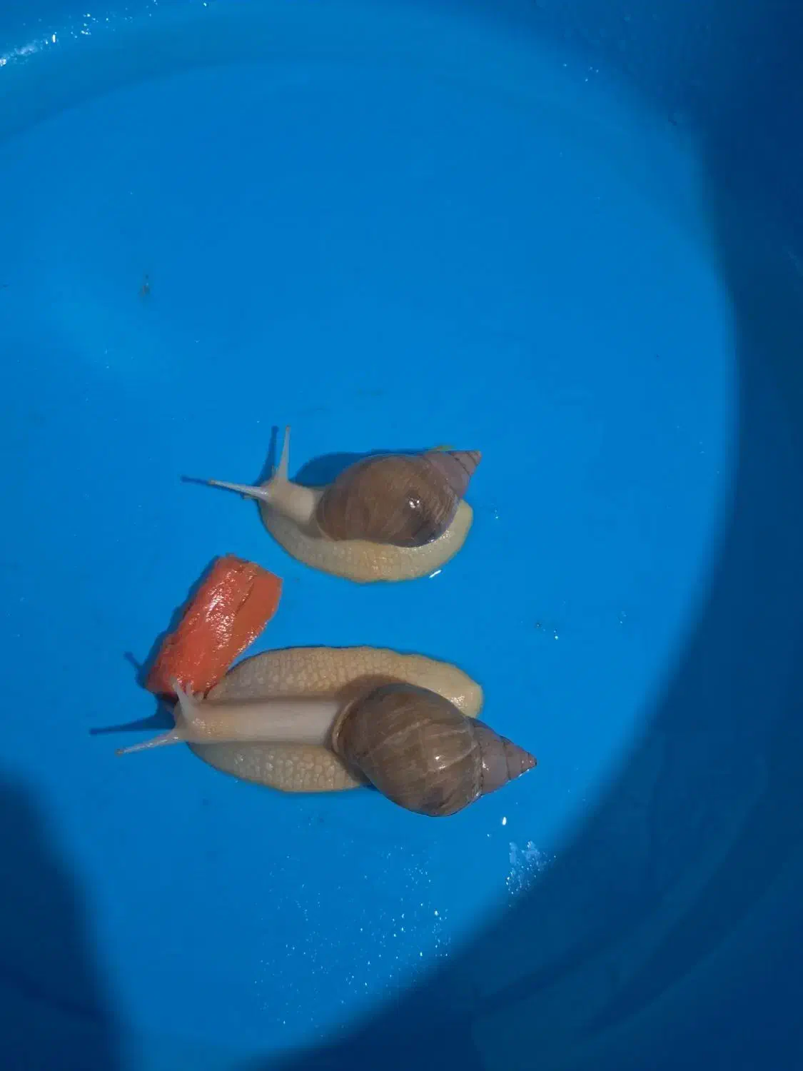 حلزون نژاد دار|خزنده|قزوین, |دیوار