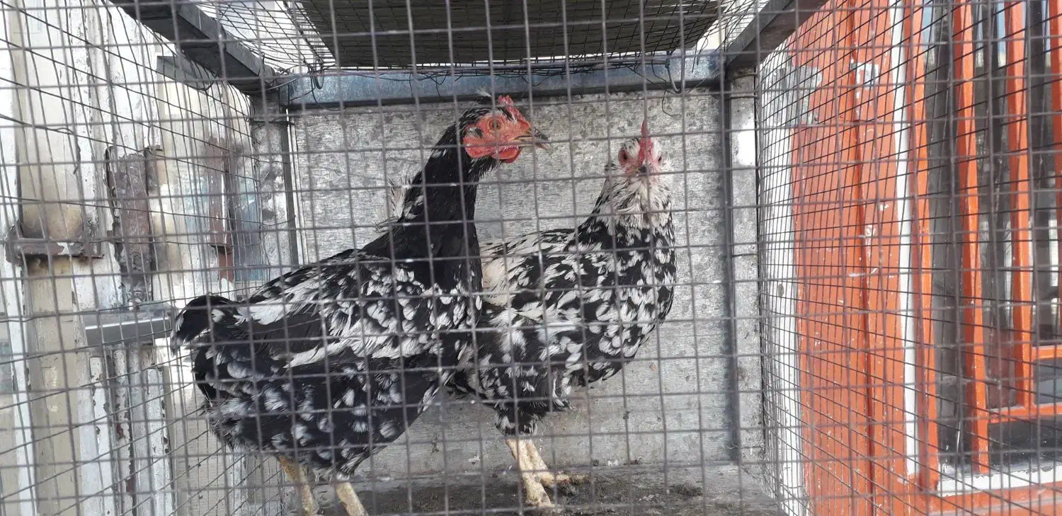 مرغ گلین و مرغ و خروس برهما|حیوانات مزرعه|مبارکه, |دیوار