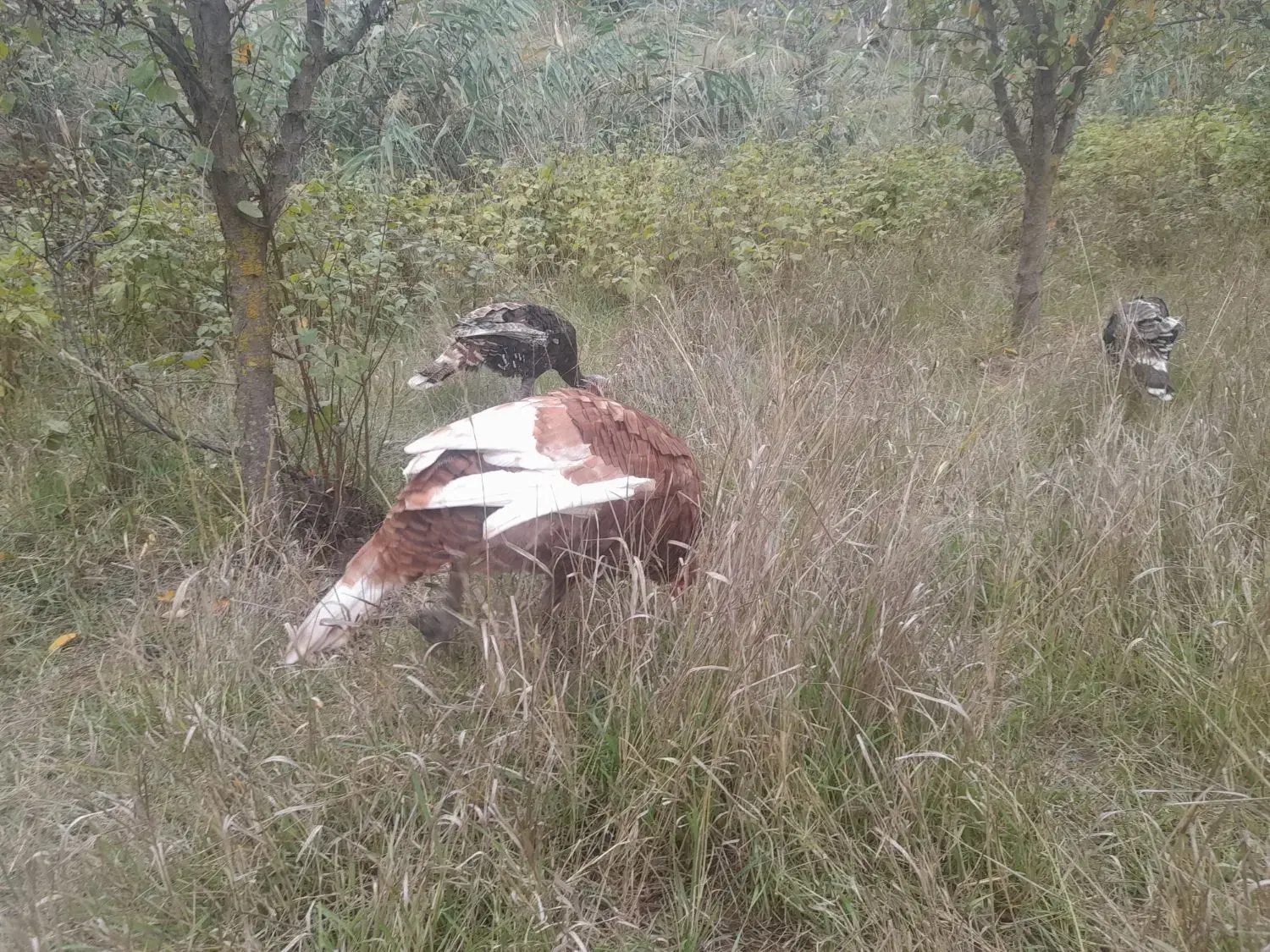 بوقلمون|حیوانات مزرعه|آبش احمد, |دیوار