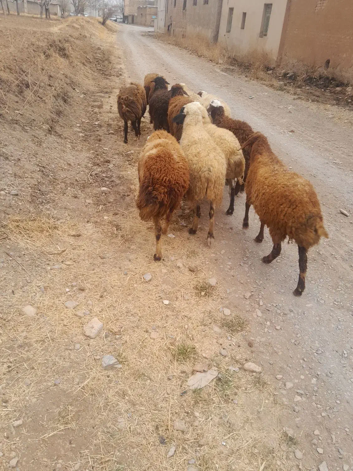 میش جوان شازند|حیوانات مزرعه|شازند, |دیوار