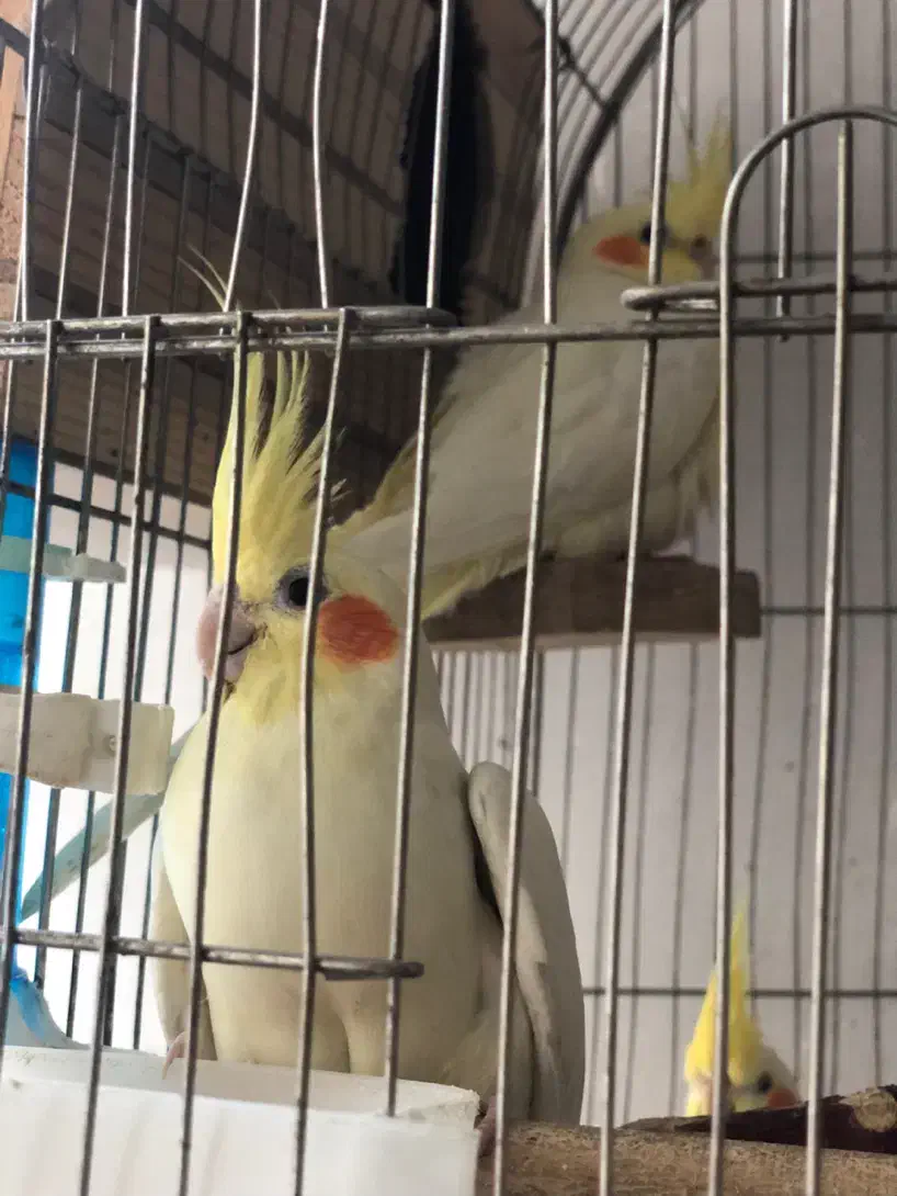 عروس هلندی سوخن گو سالم دستی|پرنده|محمدشهر, محمدشهر|دیوار