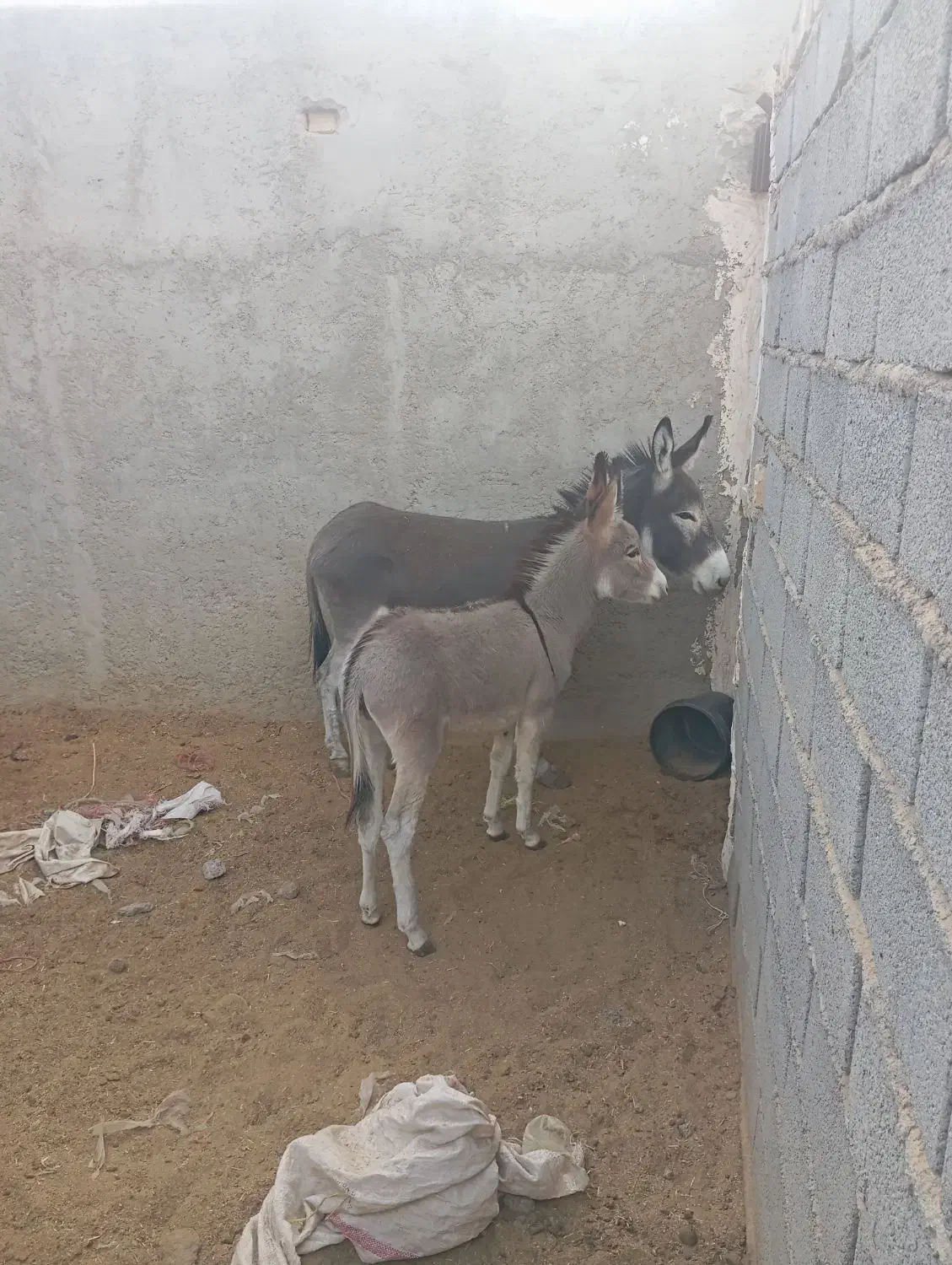 فروش الاغ|حیوانات مزرعه|سیرجان, |دیوار