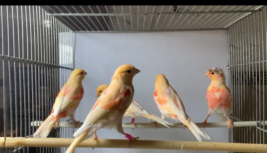 قناری رسمی بلند و رنگی اورجینال|پرنده|دماوند, گیلاوند|دیوار