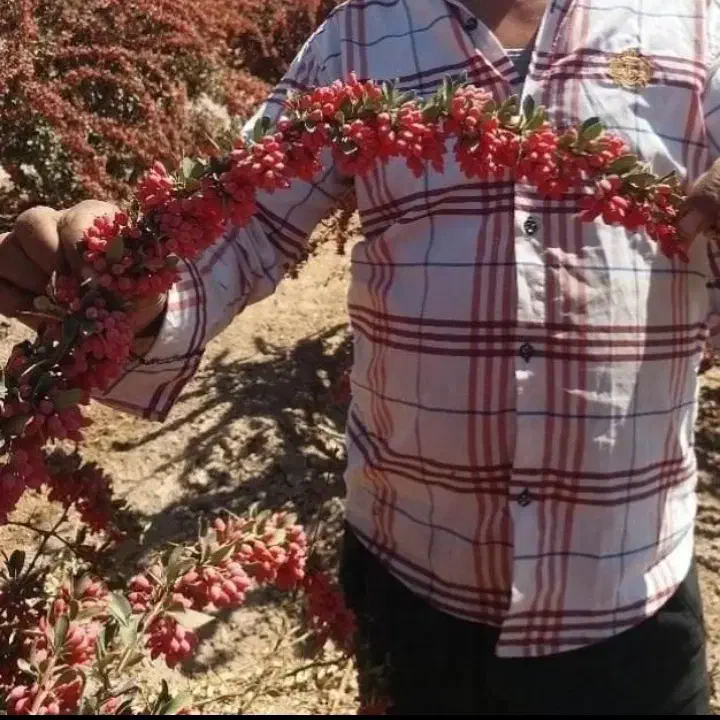 مجموع تولیدنهالهای زرشکپفکیانواععناب.ازخراسان|خدمات باغبانی و درختکاری|اصفهان, دانشگاه اصفهان|دیوار