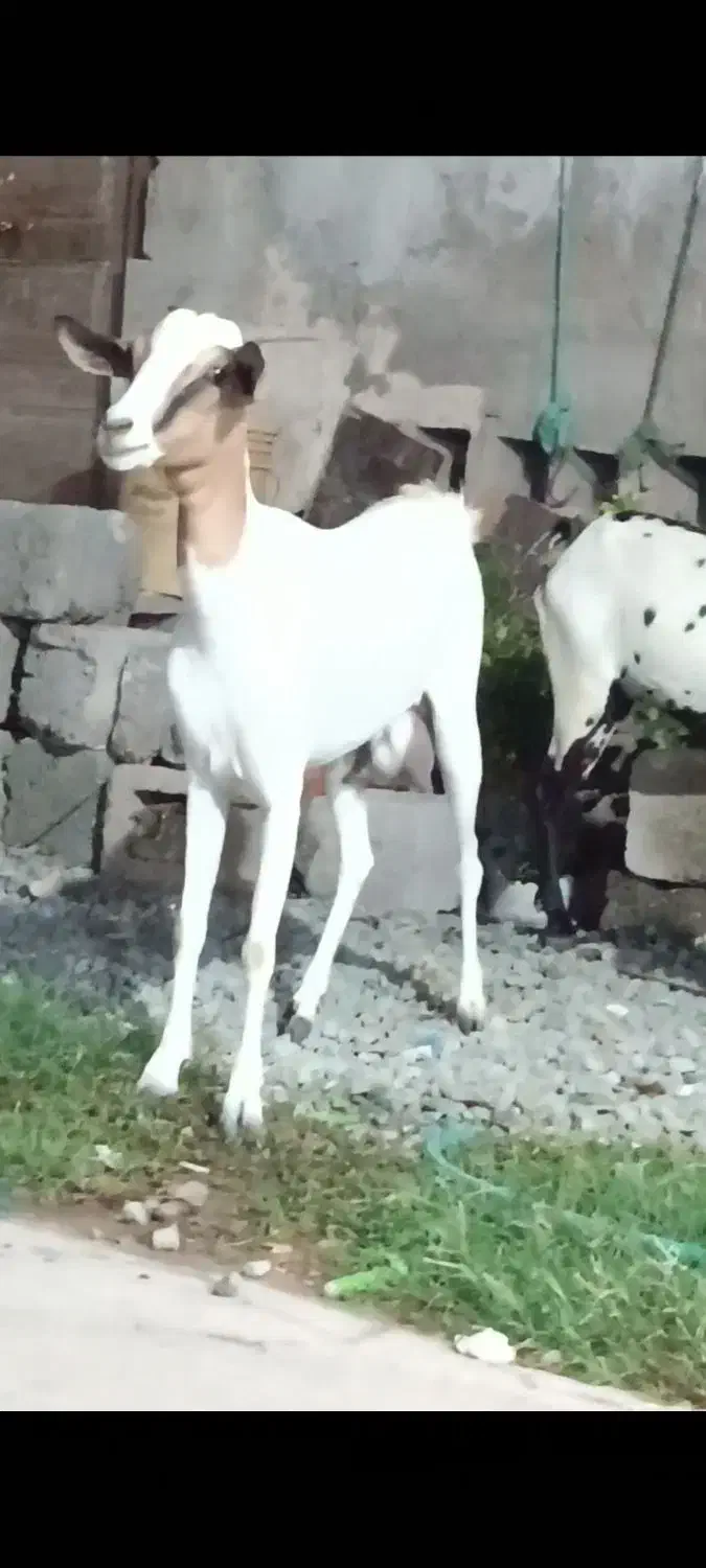 سه عدد بز کهره دار|حیوانات مزرعه|بندرعباس, |دیوار