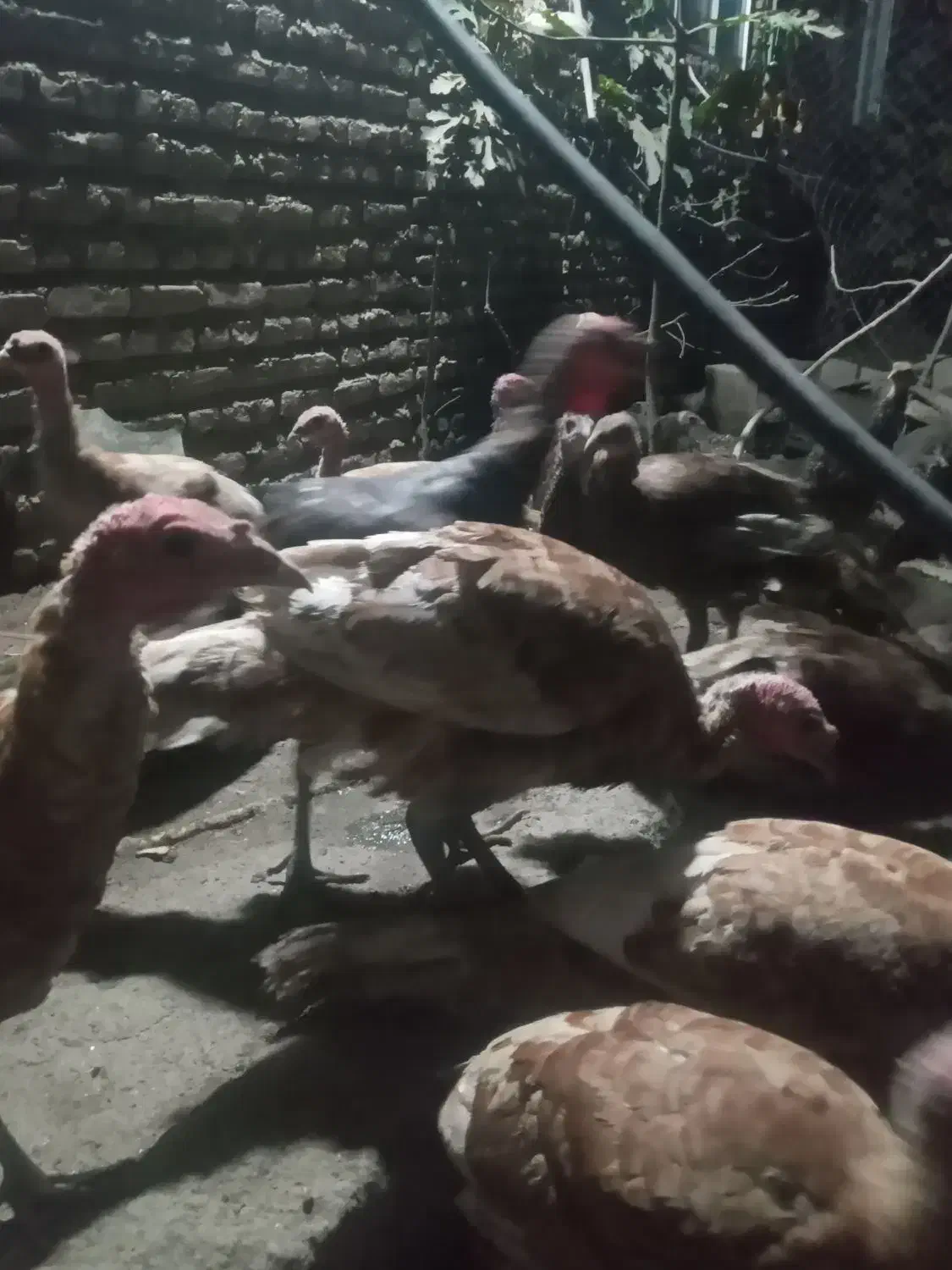 بوقلمون چهار ماه نیم|حیوانات مزرعه|ساری, |دیوار