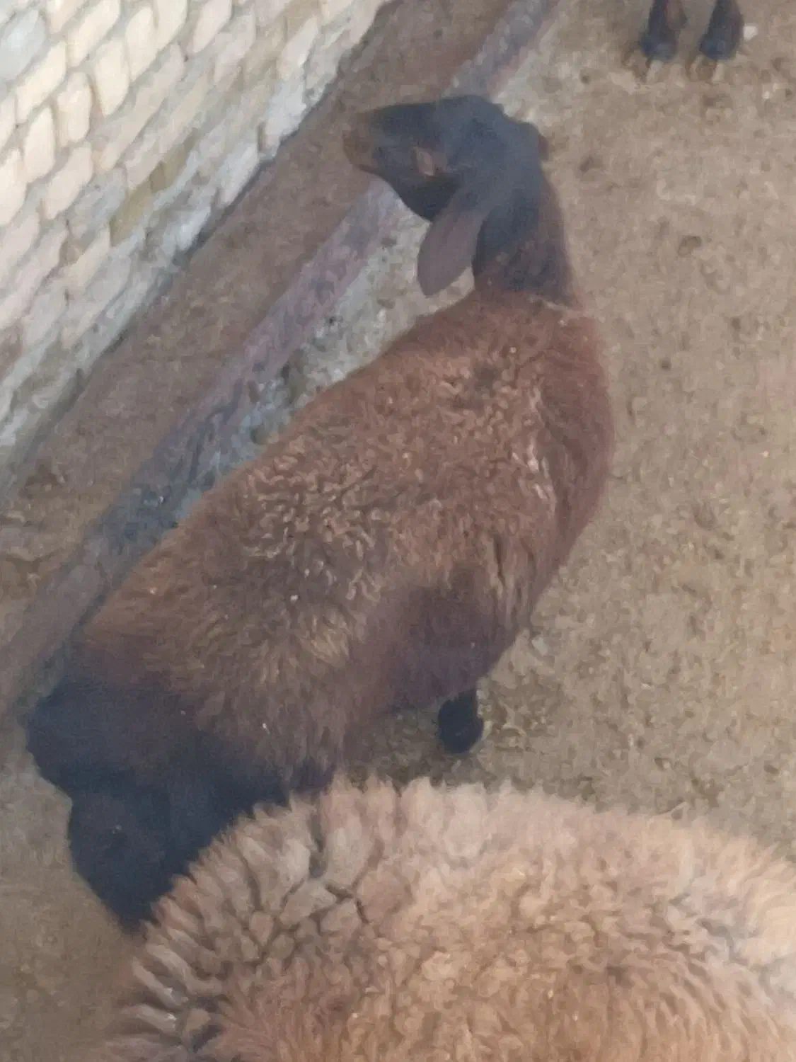 برده‌ماده‌آبستن|حیوانات مزرعه|بجنورد, |دیوار