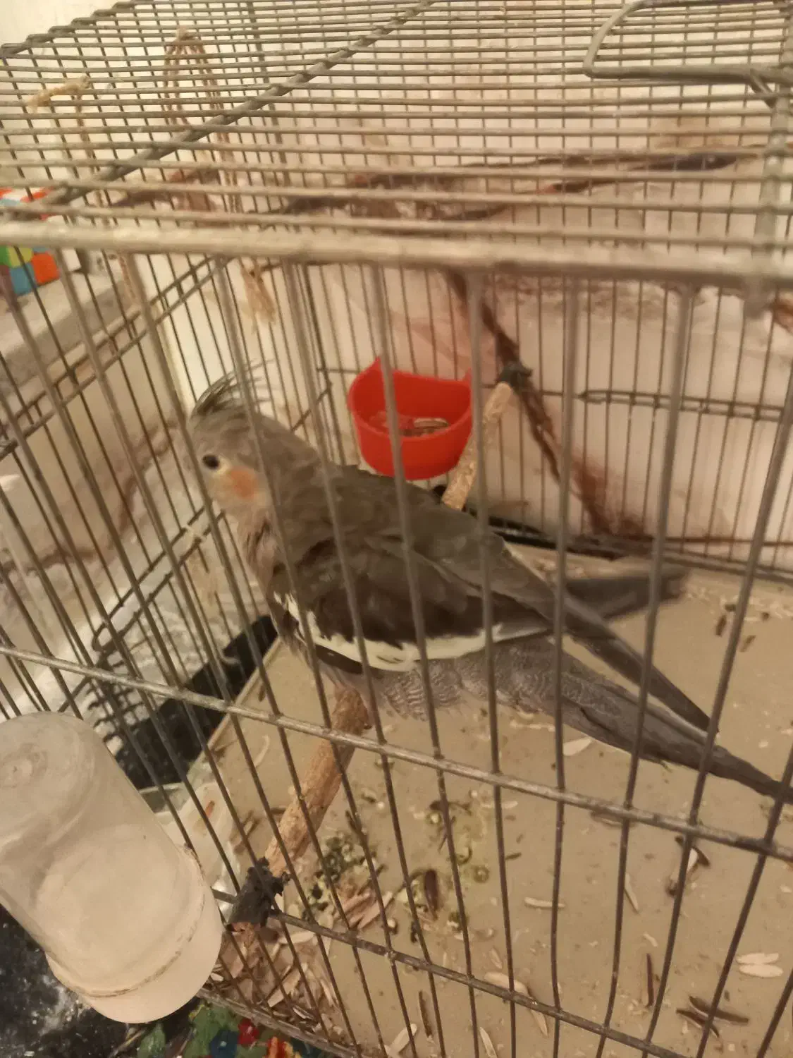 عروس هلندی کاملا اهلی|پرنده|جره و بالاده, |دیوار