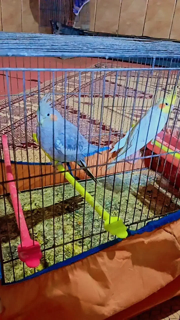 عروس هلندی لوتینو بالغ|پرنده|زابل, |دیوار