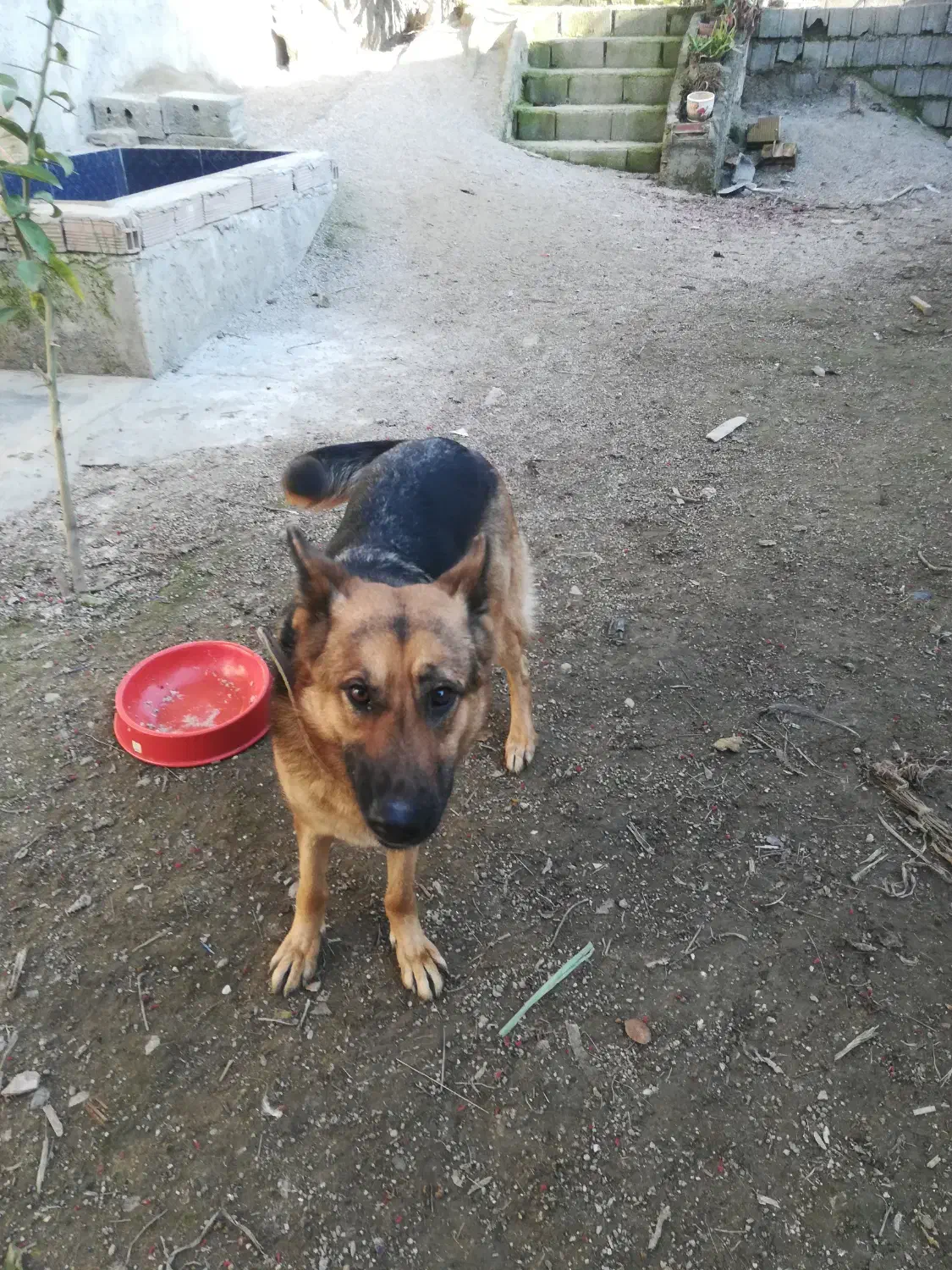 سگ ژرمن 1ساله ماده|سگ|قائم‌شهر, |دیوار