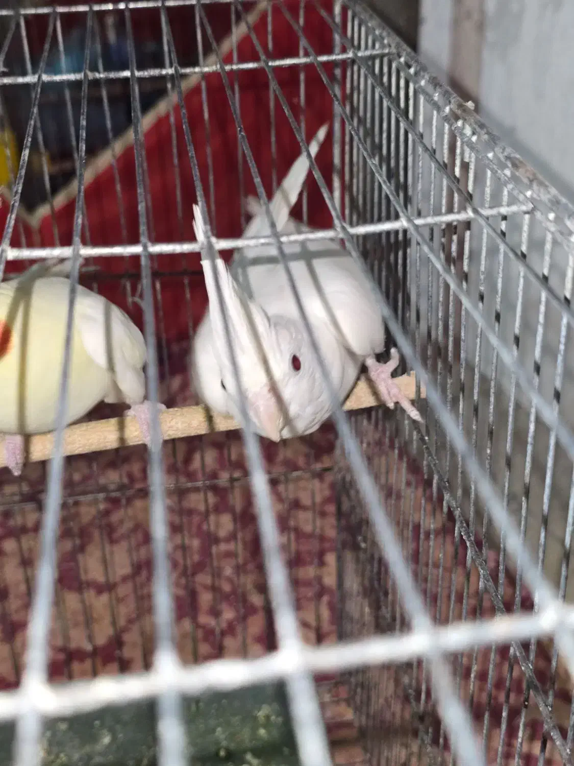 عروس هلندی|پرنده|یزد, |دیوار