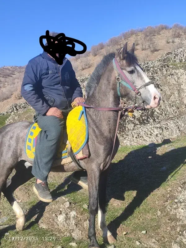 اسب یورقه|اسب و تجهیزات اسب‌سواری|خاو و میرآباد, |دیوار