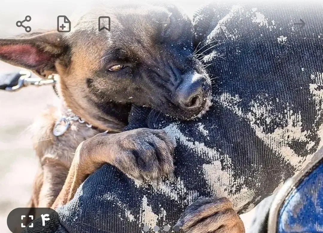 پانسیون ونگهداری اصلاح وحمام سگ|خدمات پیشه و مهارت|سلفچگان, |دیوار