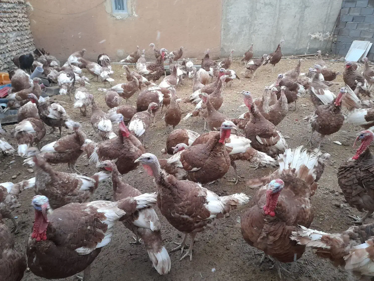 بوقلمون محلی|حیوانات مزرعه|دهگلان, |دیوار