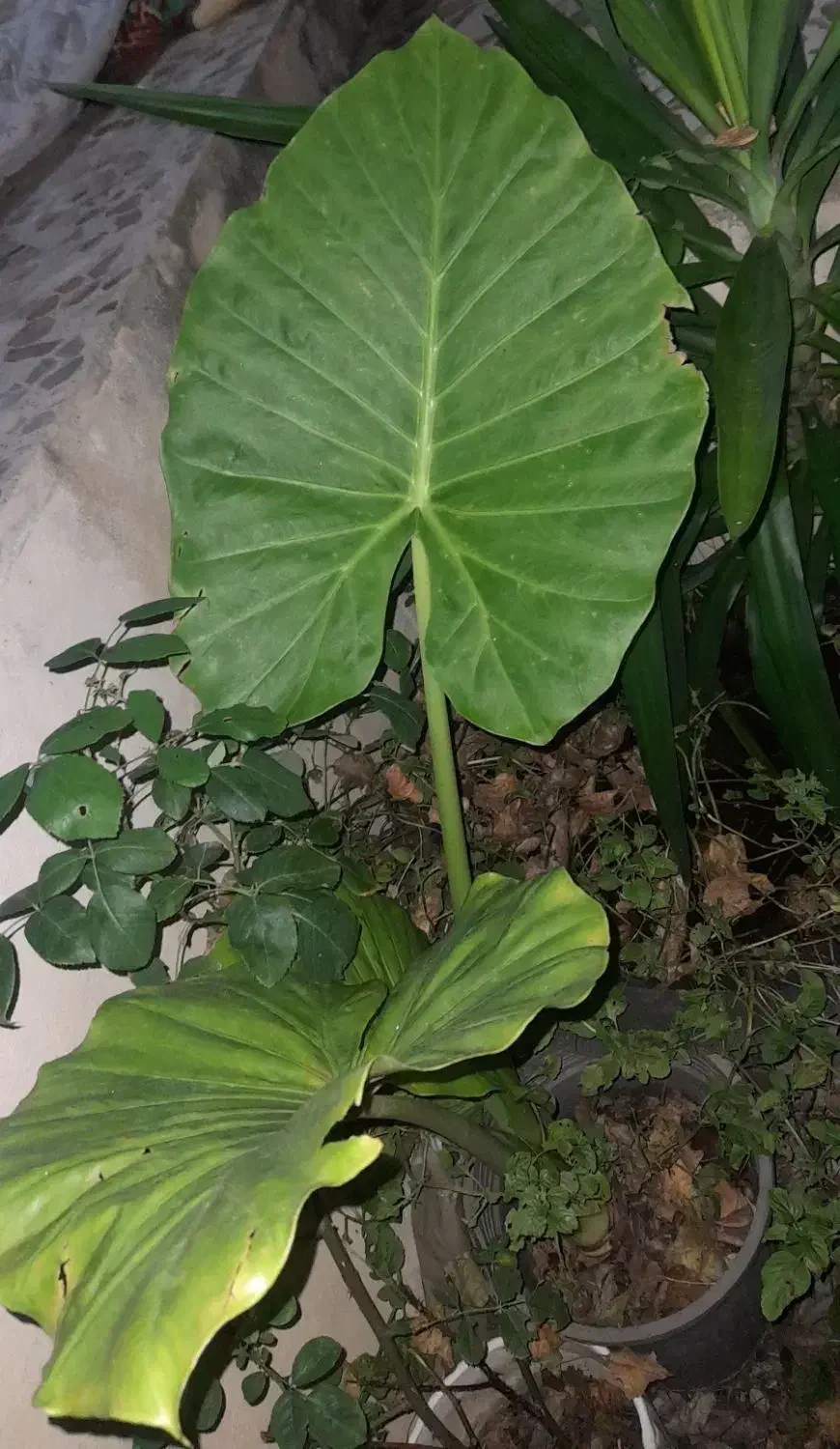 تعدادی گیاه یوگا و بابا آدم|گل و گیاه طبیعی|گتاب, |دیوار