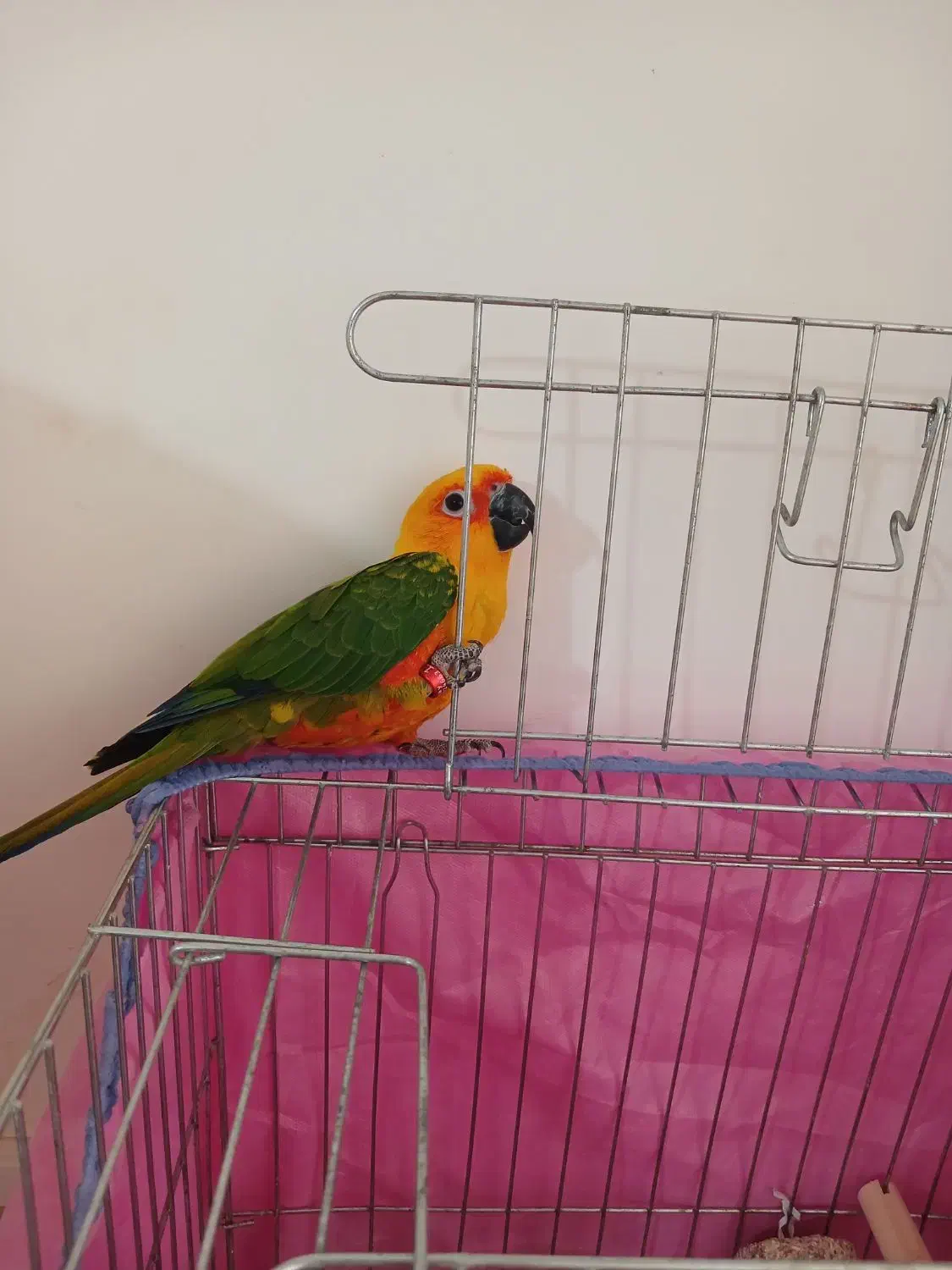 طوطی کانورخورشیدی|پرنده|رفسنجان, |دیوار