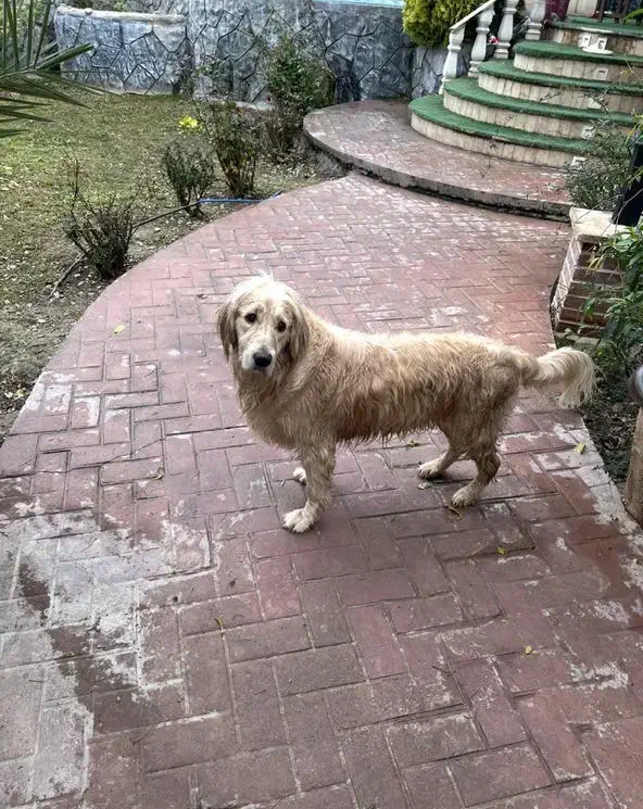 سگ گمشده(مژدگانی)|حیوانات|رامهرمز, |دیوار