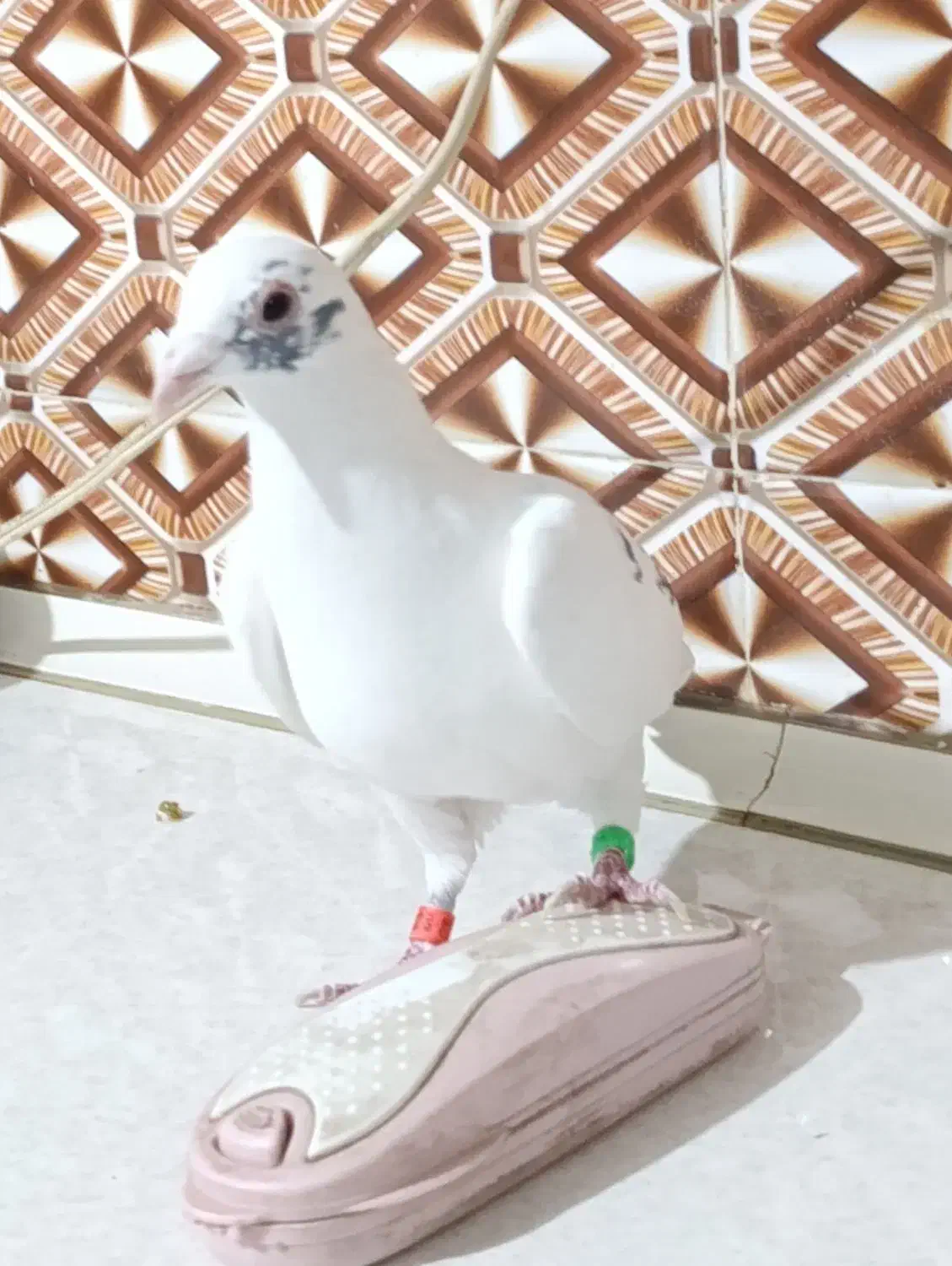 نر پرستو|پرنده|کرباسک, |دیوار