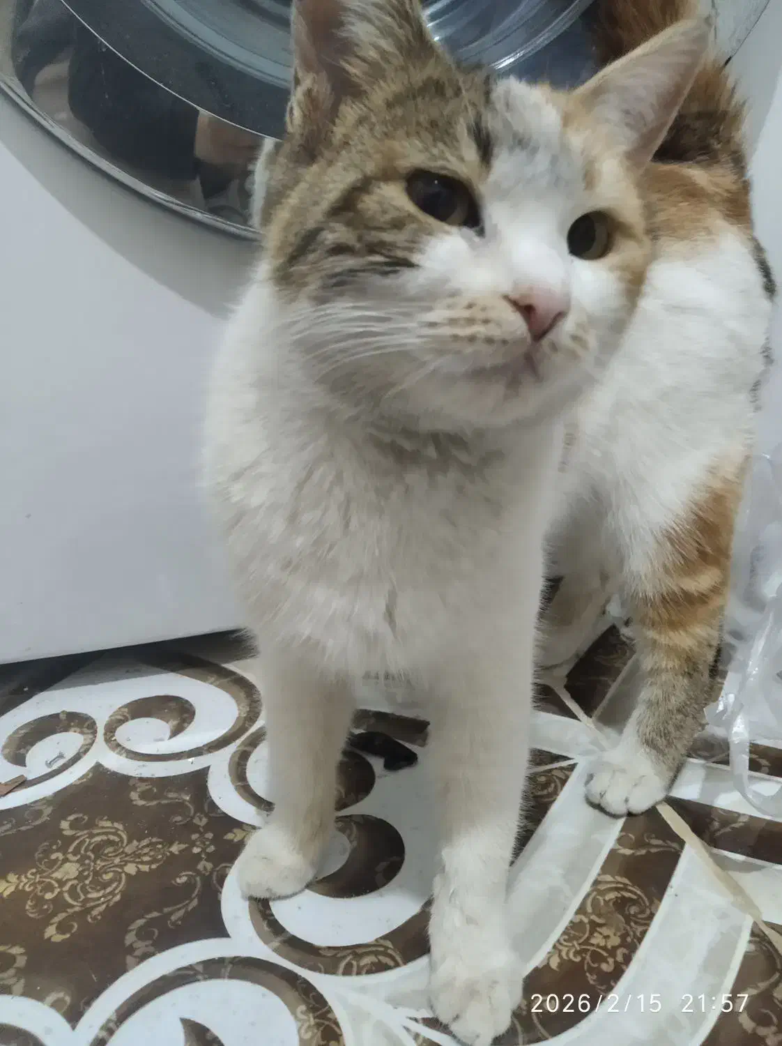 گربه|گربه|تایباد, |دیوار