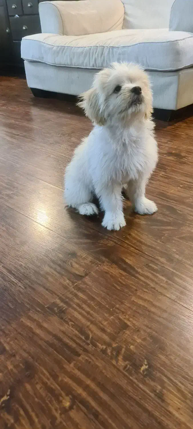 سگ خانگی|سگ|تهران, حافظیه|دیوار