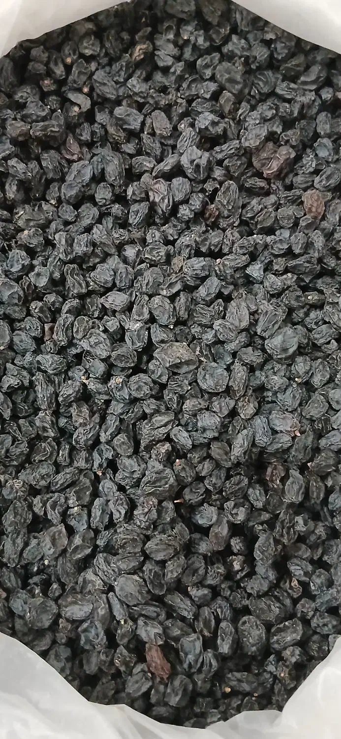 کشمش مویز بیدانه|خوردنی و آشامیدنی|تاکستان, |دیوار