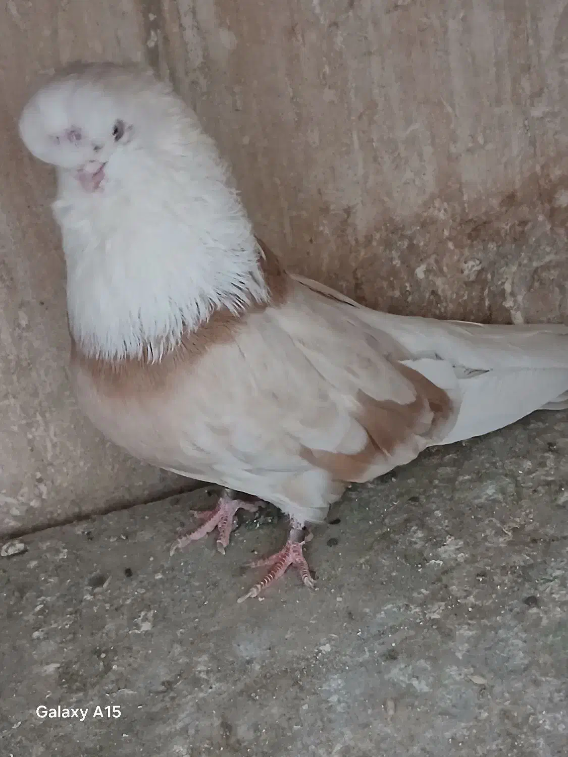 کبوتر نوک قنار اصل|پرنده|تهران, توحید|دیوار