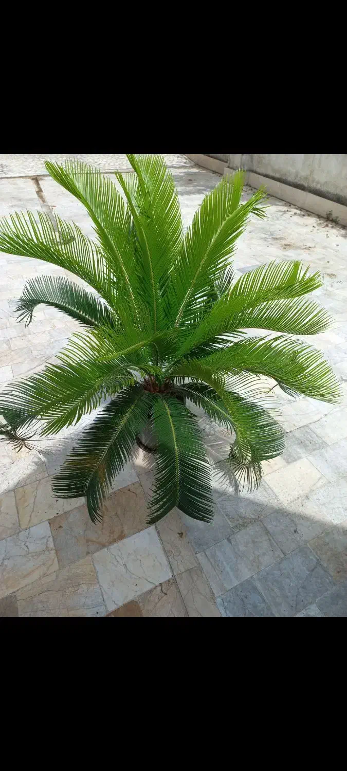 گل پدیلانتوس|گل و گیاه طبیعی|رشت, پارک شهر|دیوار