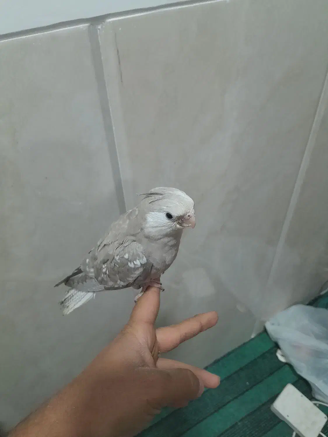 عروس هلندی سرلاکی|پرنده|بافق, |دیوار