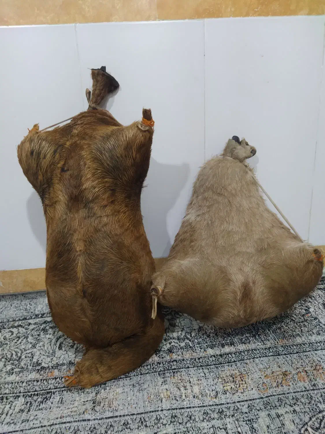 هیزه نو فروش|عمده‌فروشی|نورآباد, |دیوار