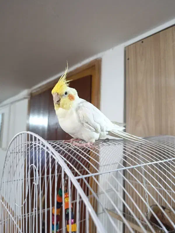 عروس هلندی نر دستی سر حال و شیطون|پرنده|همدان, |دیوار