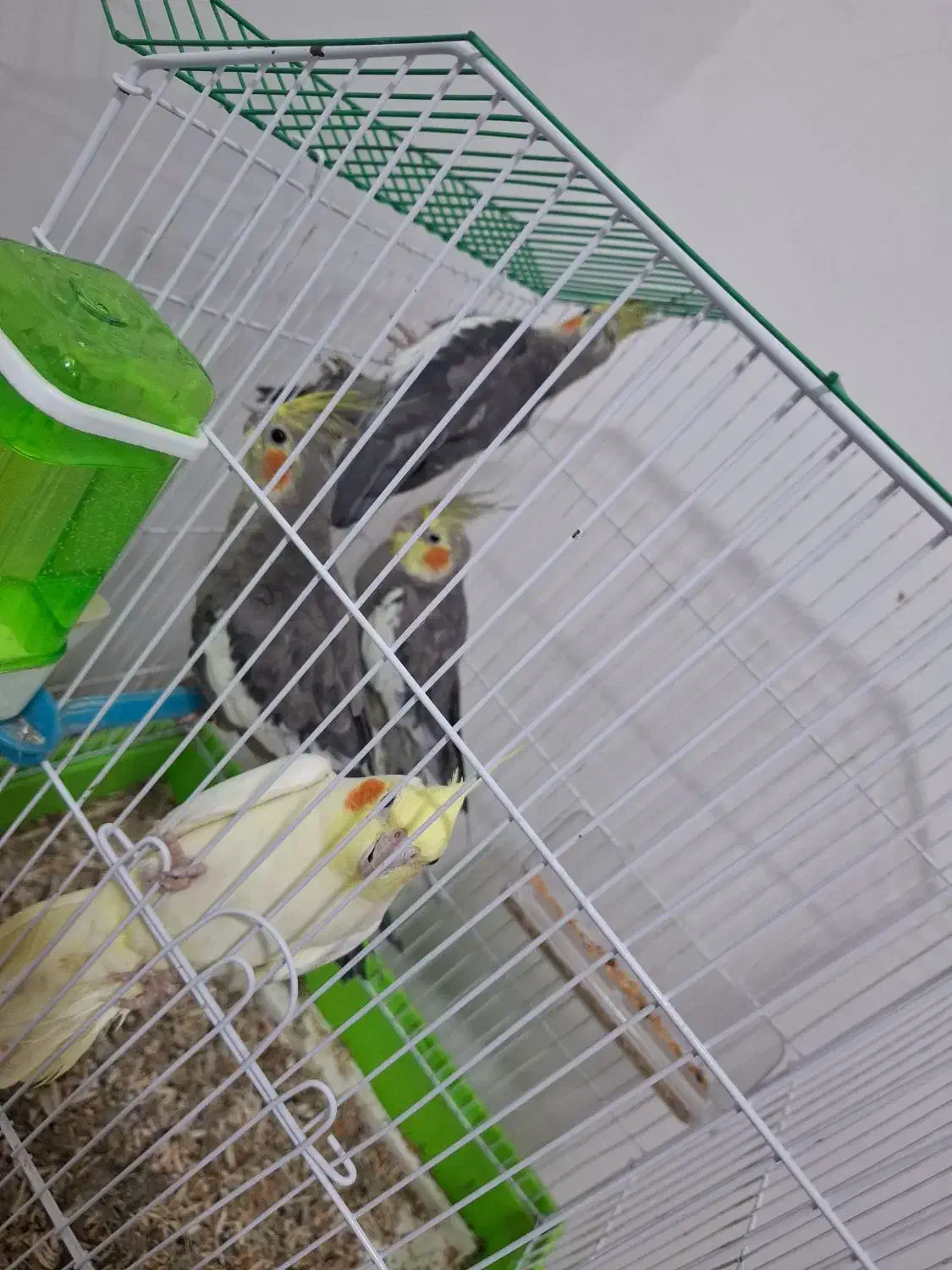 عروس هلندی|پرنده|خرمشهر, |دیوار