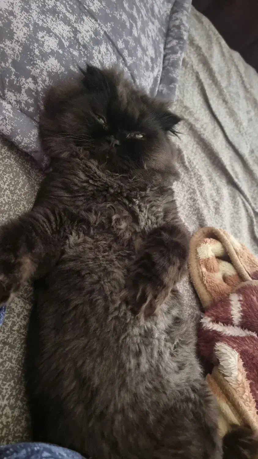 اَفتو گربه ی معروف کارناوال|گربه|تهران, شمسآباد|دیوار