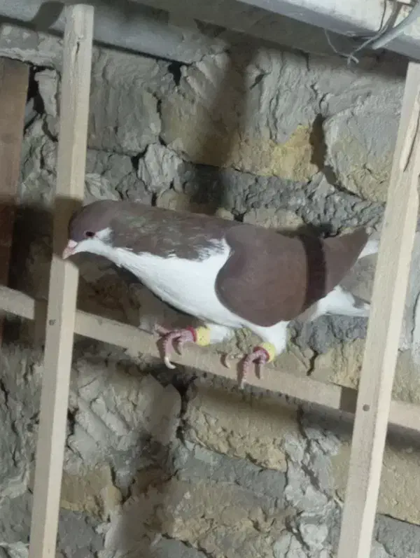 کفتر|پرنده|تاکستان, |دیوار