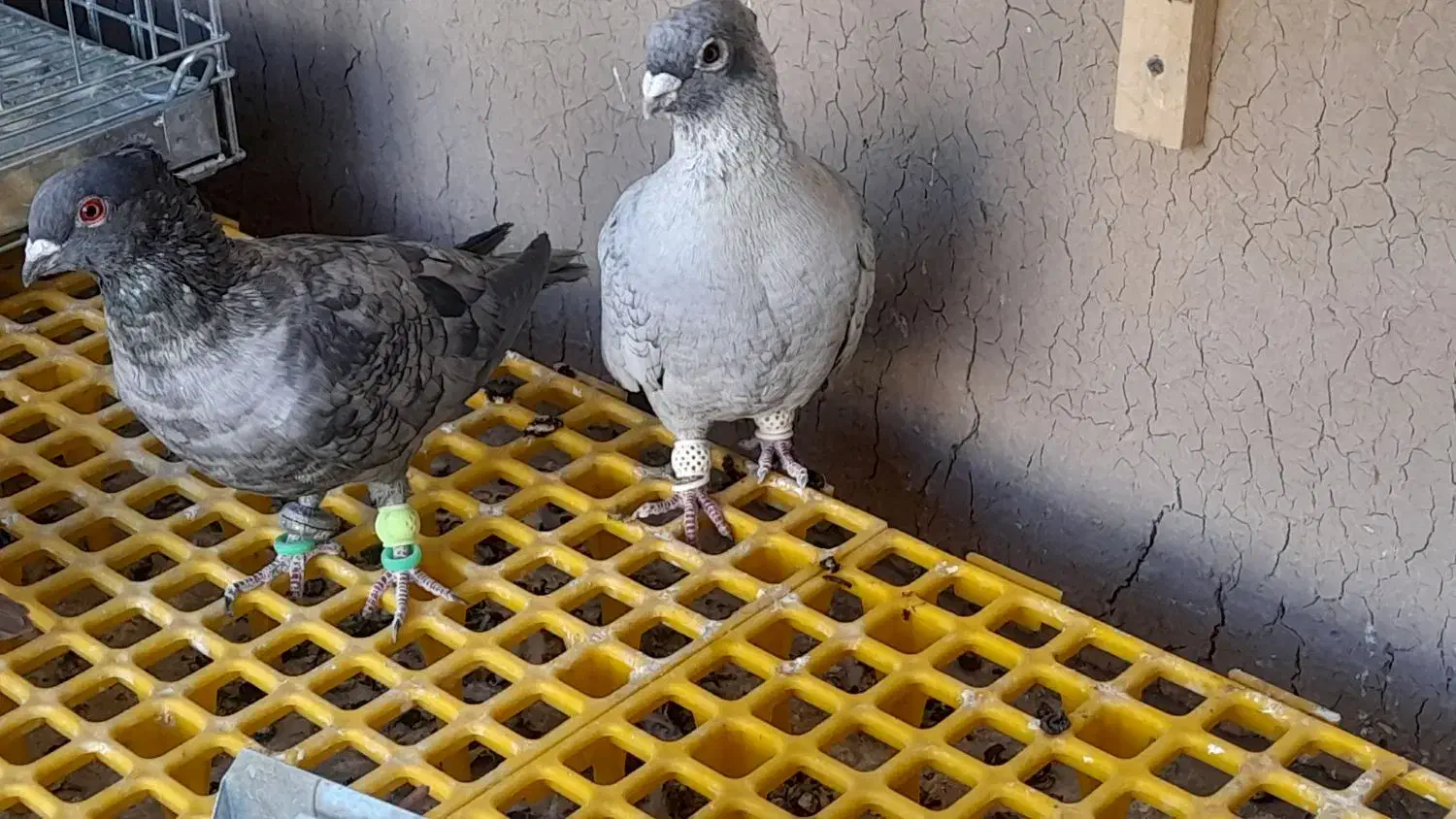 موشی|حیوانات مزرعه|مبارکه, |دیوار