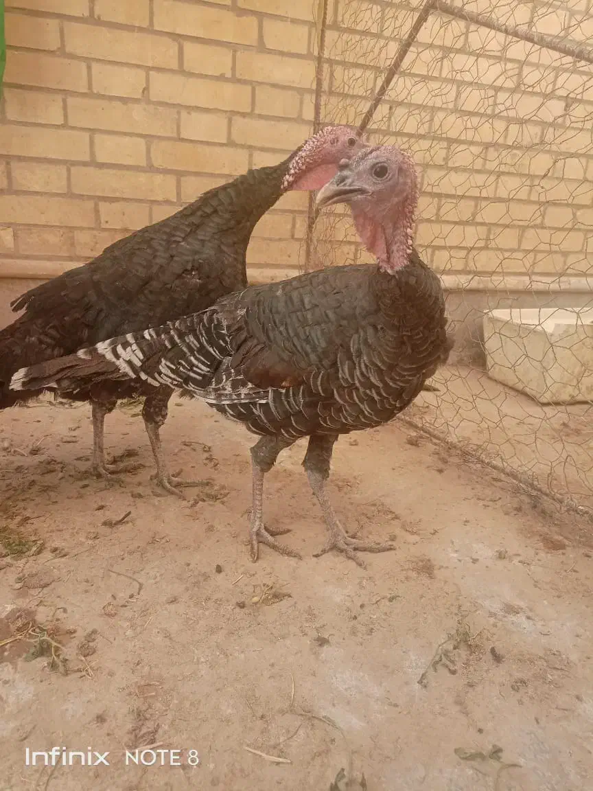 بوقلمون ماده و قو غاز نر|حیوانات مزرعه|زابل, |دیوار