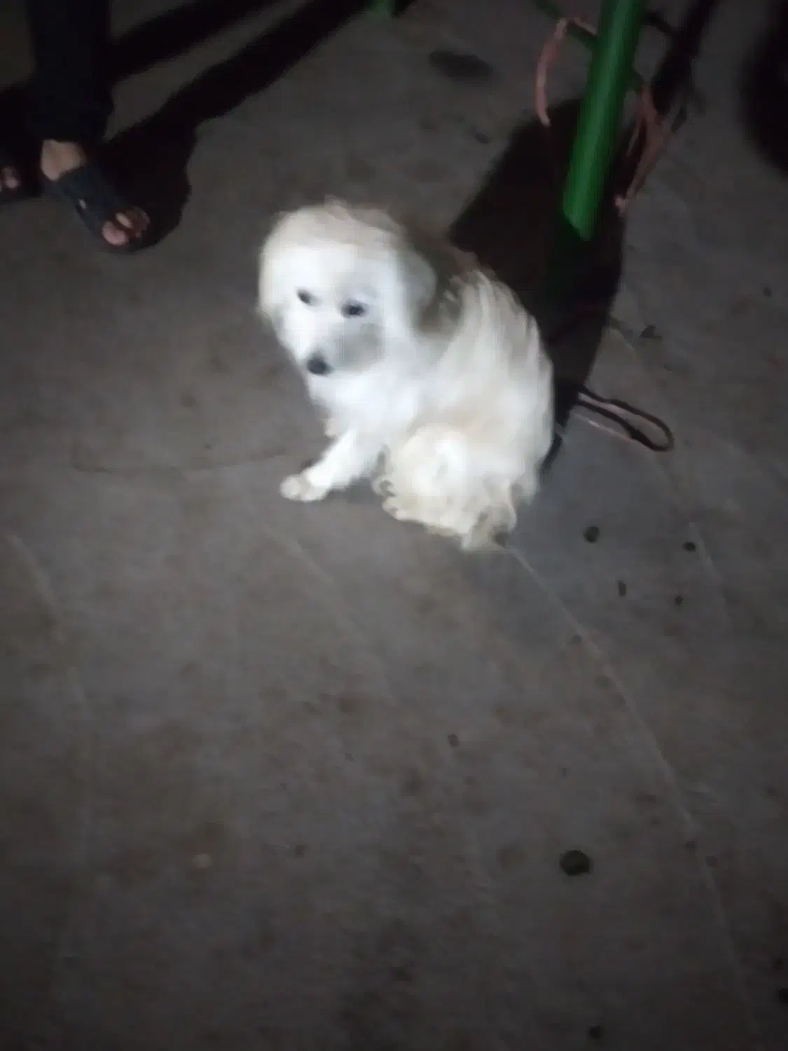 سگ پامر|سگ|شوشتر, |دیوار