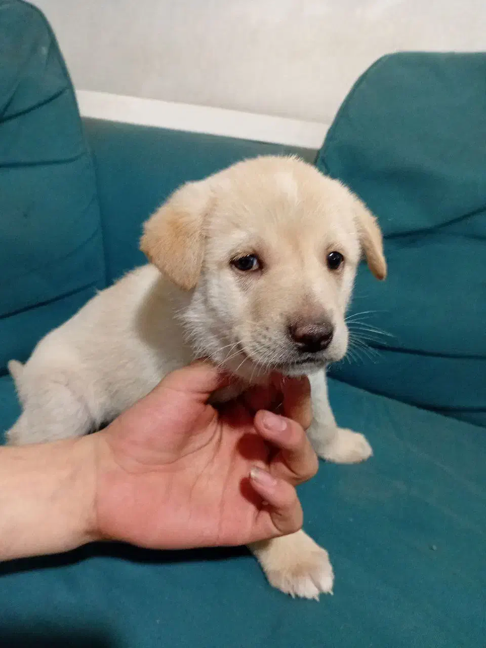 واگذاری طوله ماده سرابی|سگ|بهارستان, |دیوار