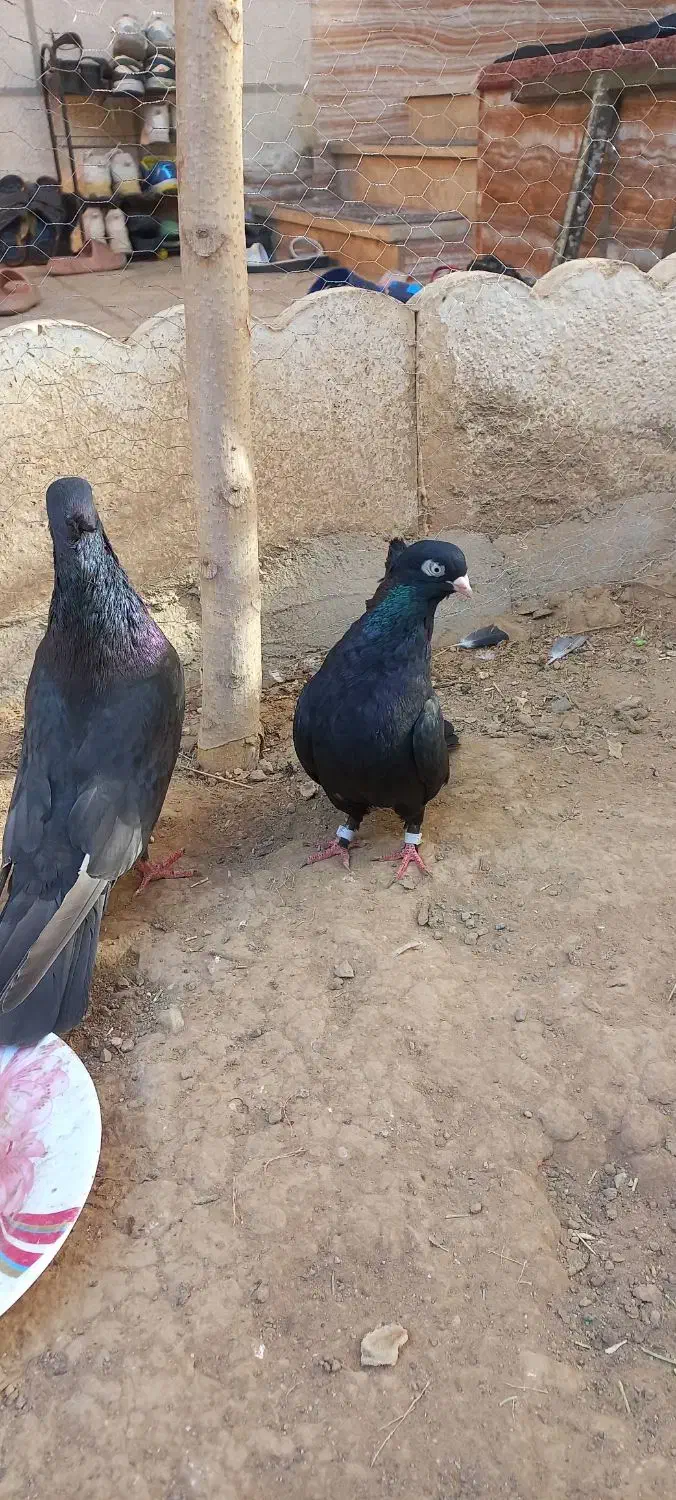 کبوتر صرب یا زاغ ابادانی|پرنده|تاکستان, |دیوار