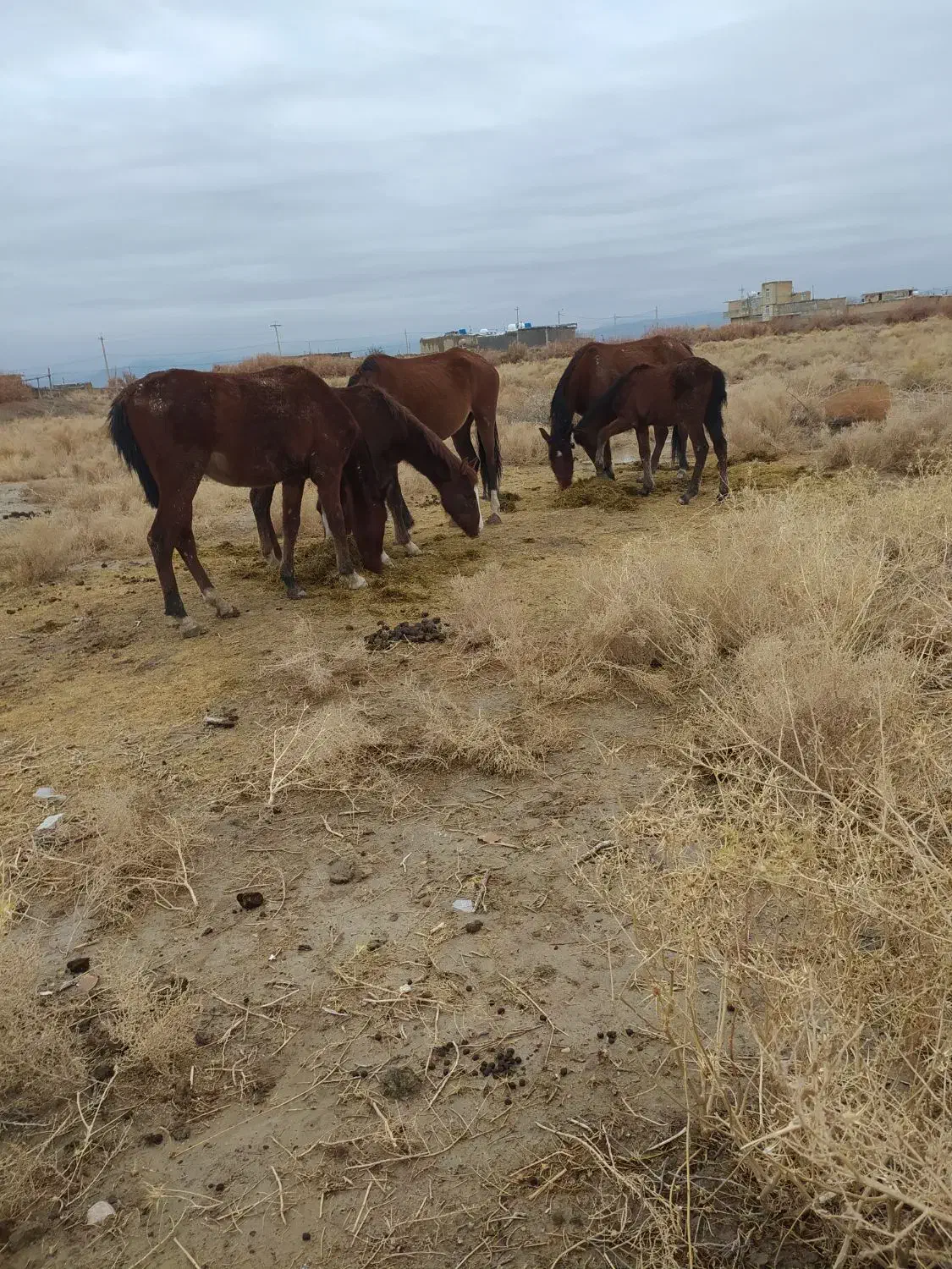 اسب|اسب و تجهیزات اسب‌سواری|خرامه, |دیوار