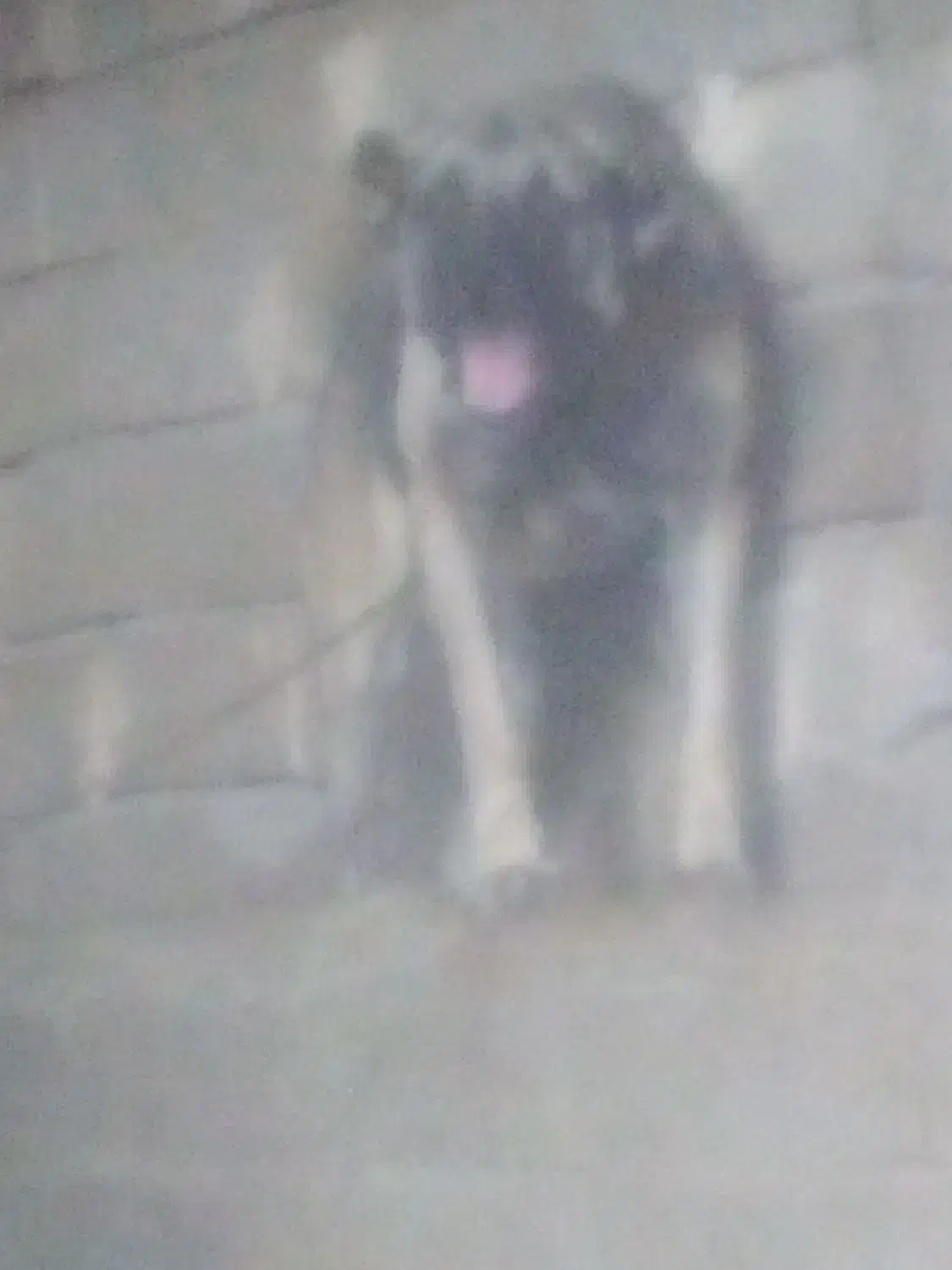 سگ سرابی از جنسه پله|سگ|میانه, |دیوار