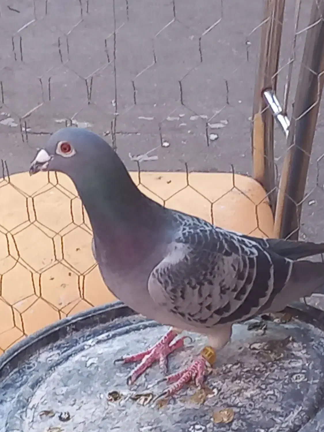 کبوتر|پرنده|خوی, |دیوار