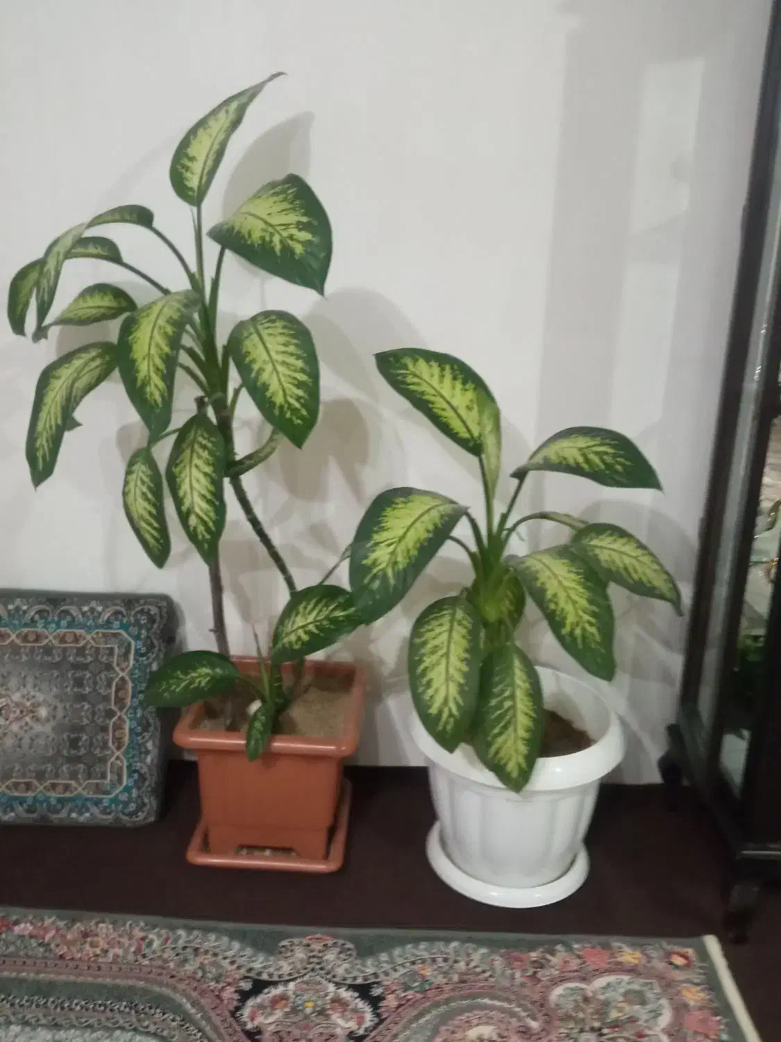 گل زیبا|گل و گیاه طبیعی|صائین قلعه, |دیوار