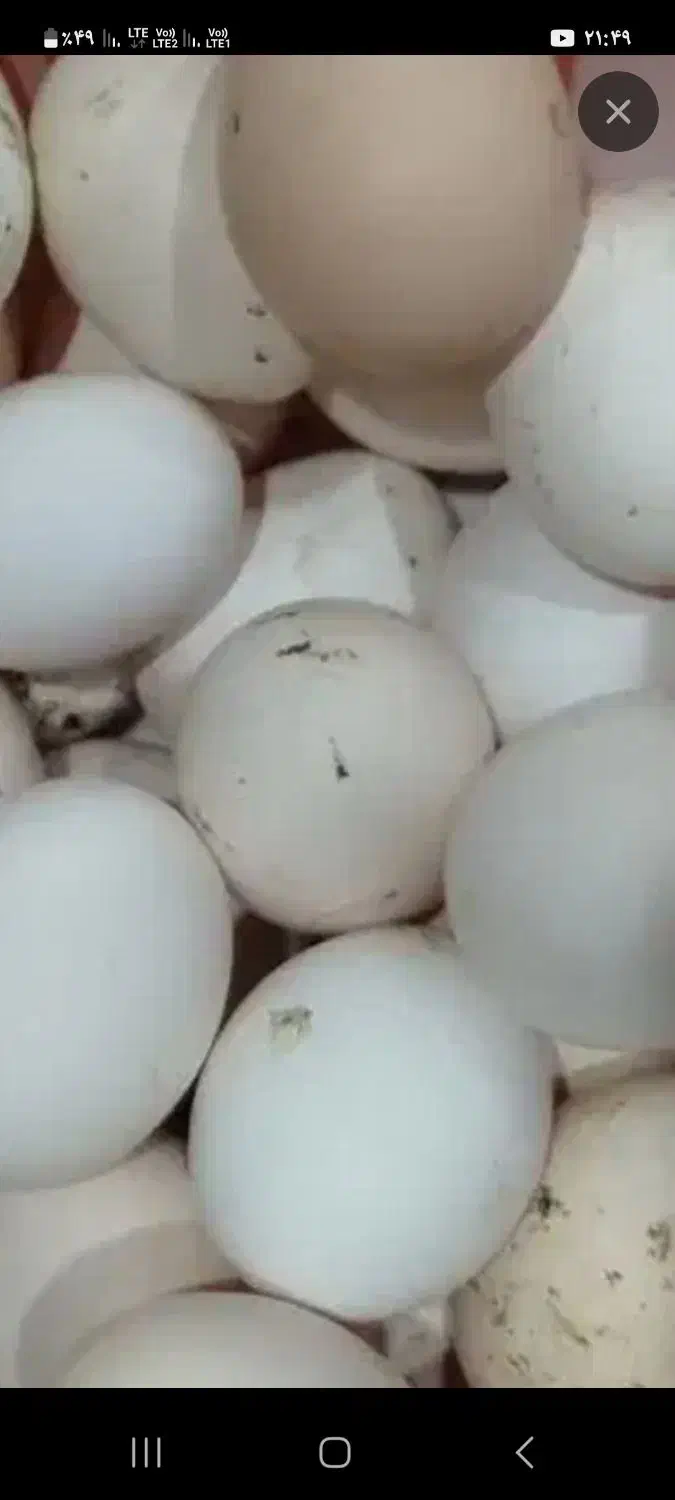 تخم مرغ محلی عربی بابهترین خوراک.|خوردنی و آشامیدنی|بندر امام خمینی, |دیوار