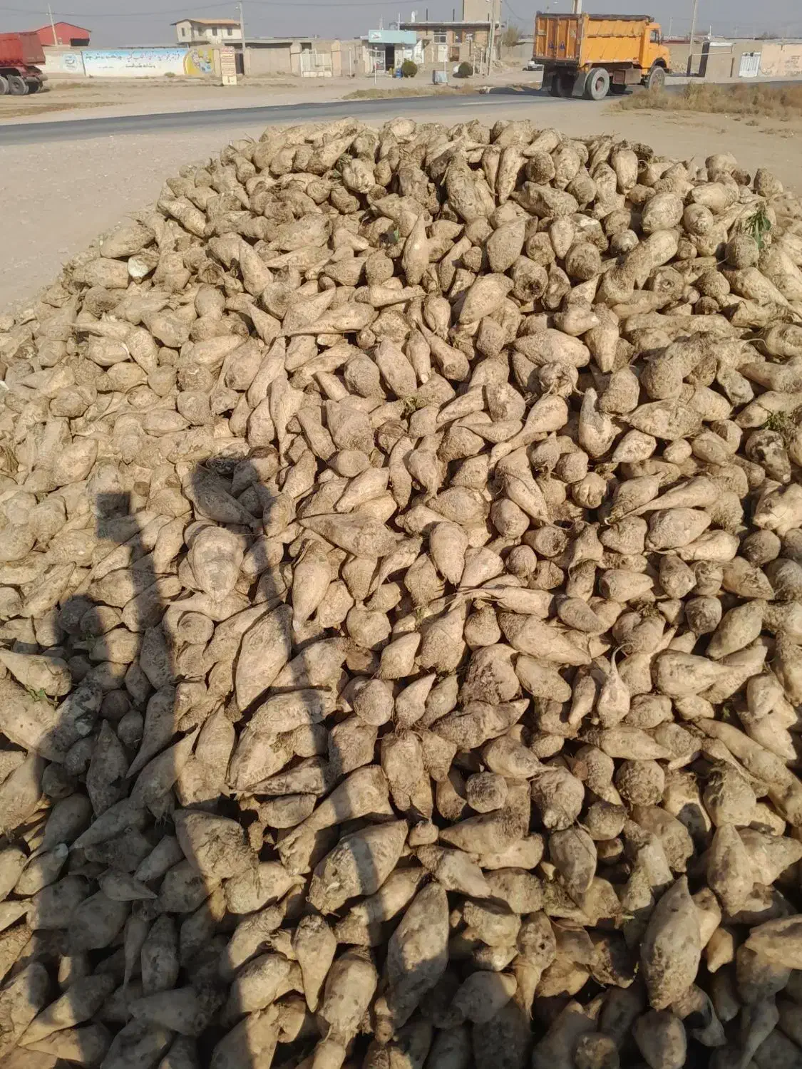 چغندر قند تازه|عمده‌فروشی|بشاریات, |دیوار