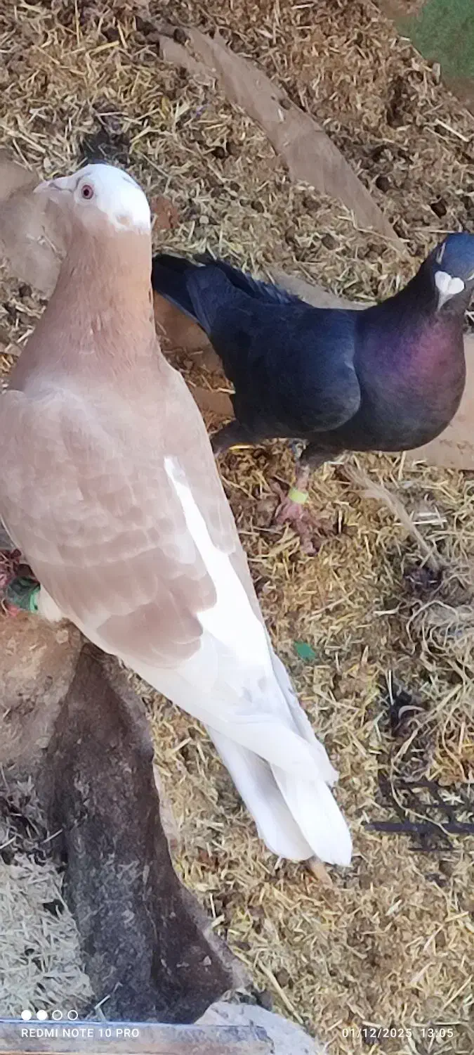 کفتر|پرنده|سربیشه, |دیوار