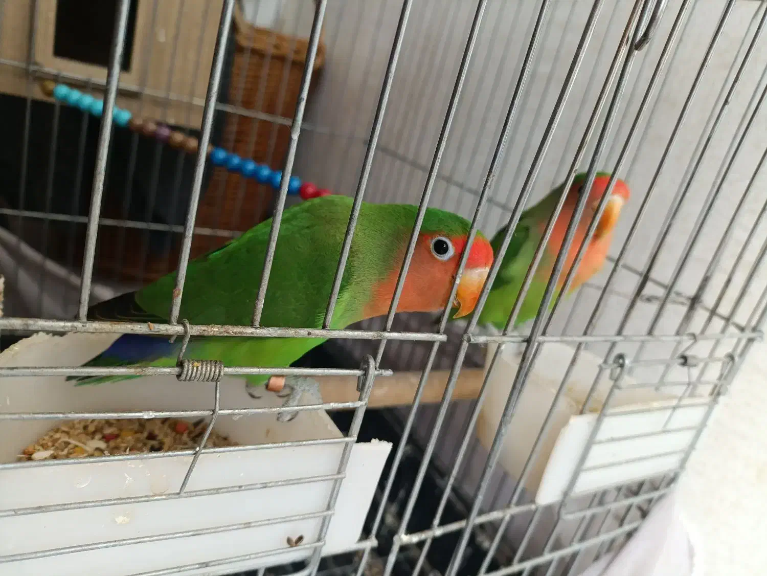 طوطی برزیلی|پرنده|بومهن, |دیوار